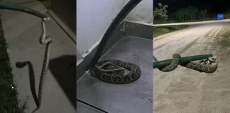 Hallaron una yarará en una casa en Paraná