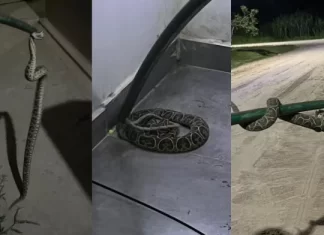 Hallaron una yarará en una casa en Paraná