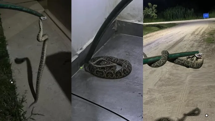 Hallaron una yarará en una casa en Paraná