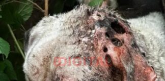 Rescatan a un perro en grave estado tras un allanamiento