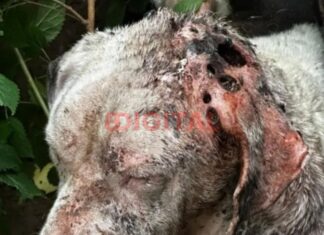 Rescatan a un perro en grave estado tras un allanamiento por presunto maltrato animal en Concordia Rescatan a un perro en grave estado tras un allanamiento