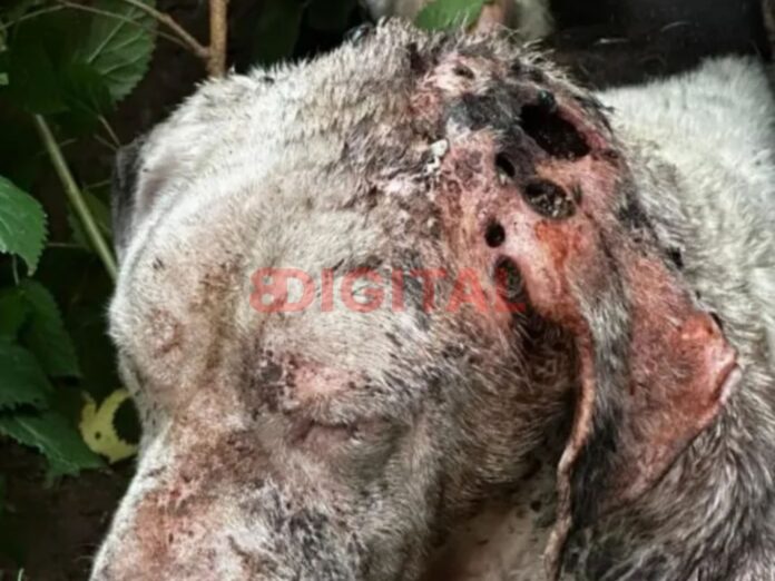 Rescatan a un perro en grave estado tras un allanamiento