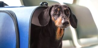 Las mascotas podrán viajar en colectivos y trenes de larga distancia