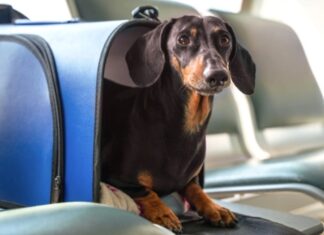 Las mascotas podrán viajar en colectivos y trenes de larga distancia
