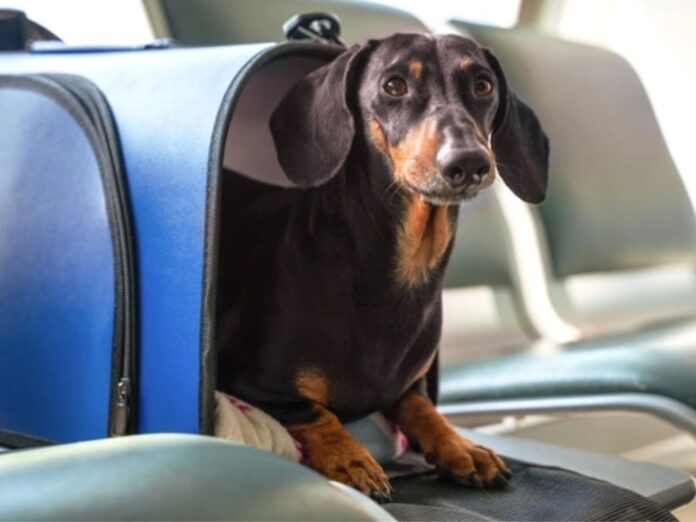Las mascotas podrán viajar en colectivos y trenes de larga distancia
