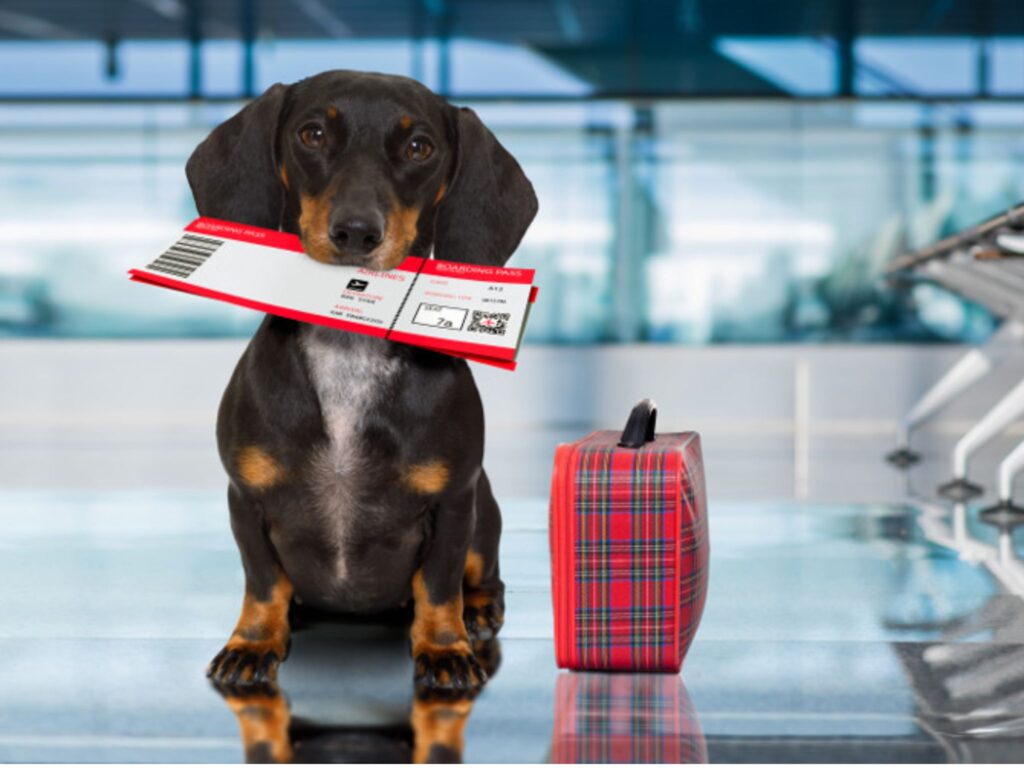 Las mascotas podrán viajar en colectivos y trenes de larga distancia