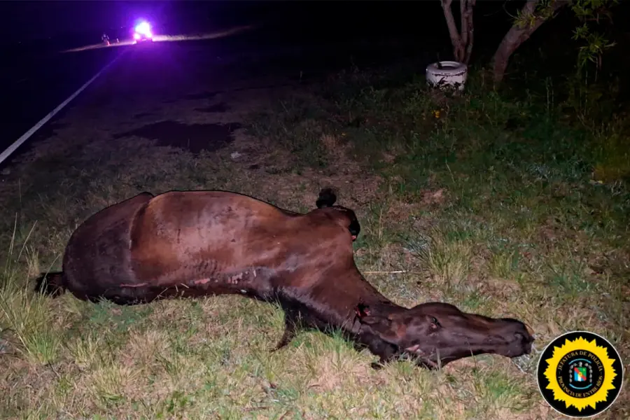 Un auto chocó contra un caballo en la ruta 127