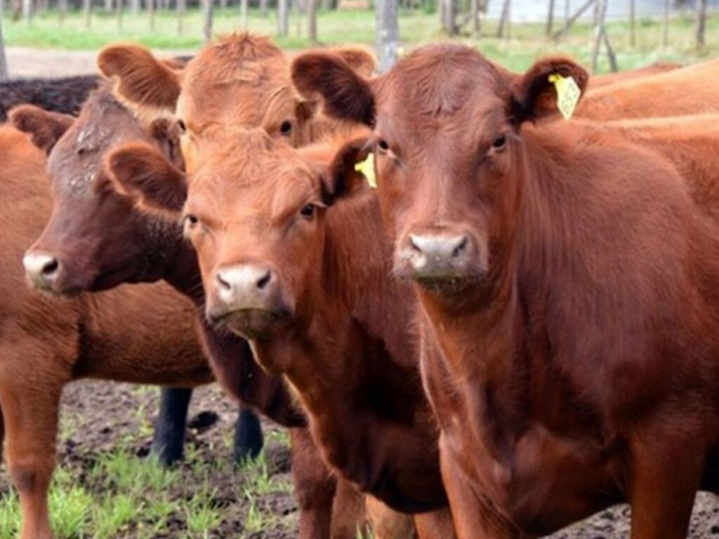 Vacas