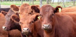 Vacas