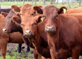 Marcas ganaderas más protegidas: la Provincia amplió plazos y derechos por ley Vacas