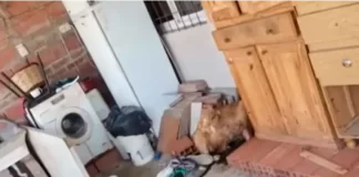Maltrato animal en San Benito