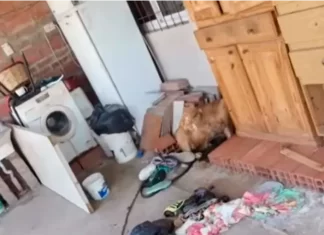 Familia se fue de vacaciones y dejó a sus mascotas encerradas: un perro murió en San Benito Maltrato animal en San Benito