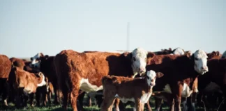 Vacas