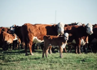 La hacienda superó los $5000 por kilo vivo en Cañuelas y anticipa nuevas subas en el precio de la carne Vacas