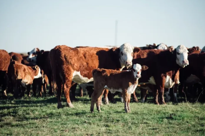 Vacas