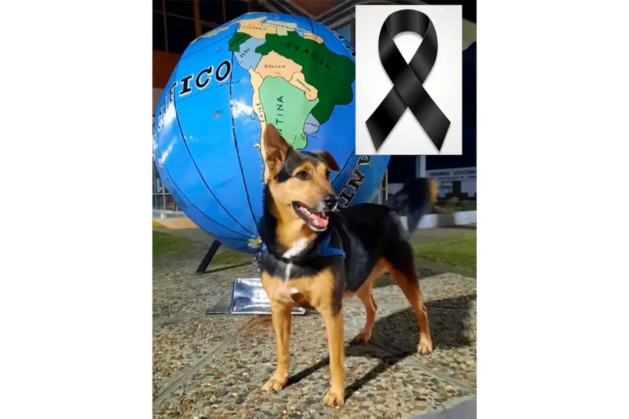 El perro de Emeri fue hallado muerto, con una herida de bala. Foto: redes sociales