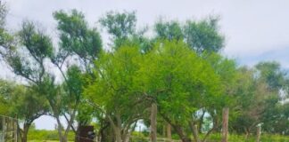 Ofrecen terreno en venta en Paraná.