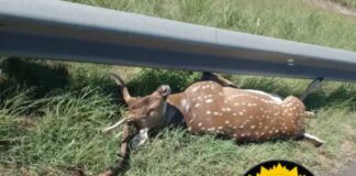El ciervo que provocó un accidente en la Ruta Nacional 14. Foto: (PER)