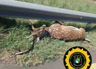 Un ciervo provocó un accidente en la Ruta Nacional 14: un matrimonio resultó ileso tras despistar El ciervo que provocó un accidente en la Ruta Nacional 14. Foto: (PER)