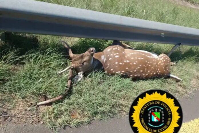 El ciervo que provocó un accidente en la Ruta Nacional 14. Foto: (PER) El ciervo que provocó un accidente en la Ruta Nacional 14. Foto: (PER)