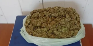 La marihuana incautada