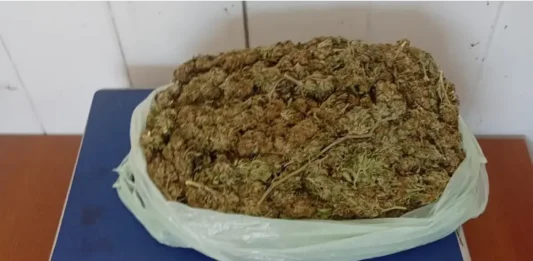 La marihuana incautada
