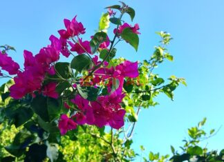 Otoño en Entre Ríos. Foto: Elochodigital