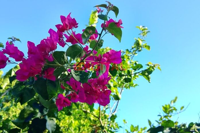 Otoño en Entre Ríos. Foto: Elochodigital