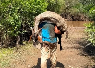 Héroe en medio del temporal: un apicultor rescató más de 300 animales atrapados en el barro en Tucumán Rescataron animales tras el temporal en Tucumán
