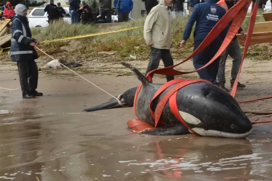 Temporal en Punta del Este