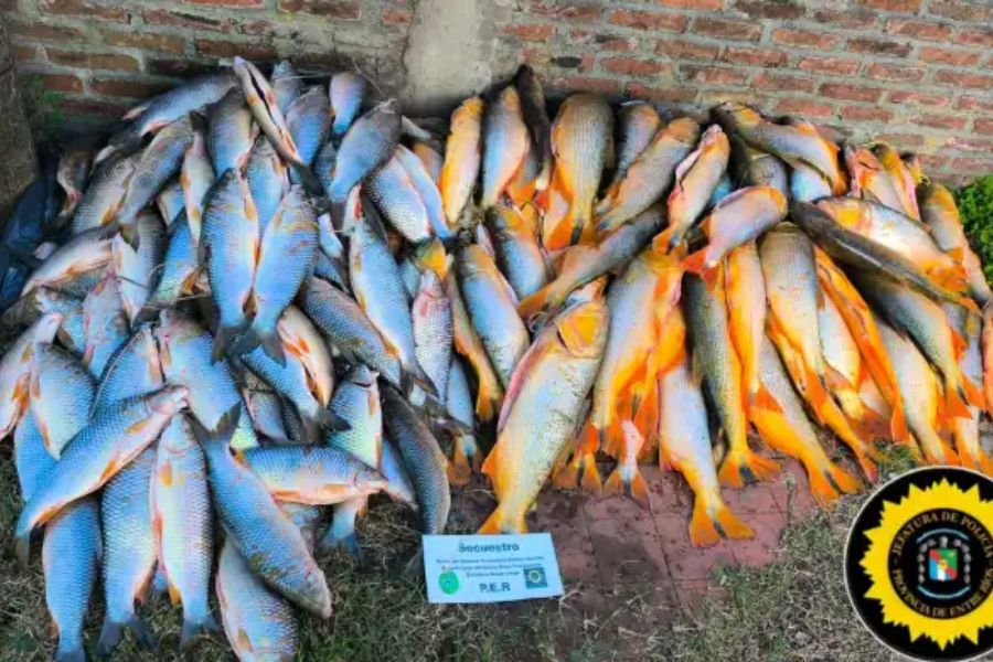 Decomisaron casi 200 piezas de pescado. Foto: (PER).