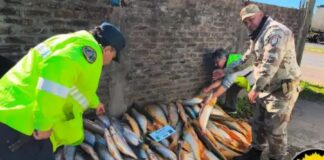 Decomisaron casi 200 piezas de pescado. Foto: (PER).