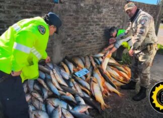 Decomisaron casi 200 piezas de pescado. Foto: (PER).