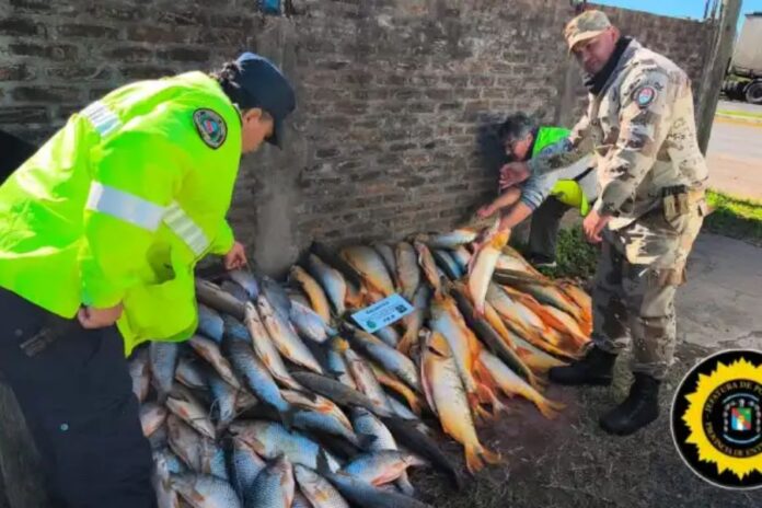 Decomisaron casi 200 piezas de pescado. Foto: (PER).