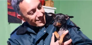 Recuperaron un perro por un caso de maltrato animal. Foto: (PER).