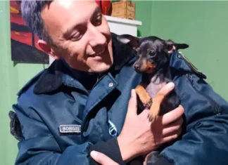 Recuperaron un perro por un caso de maltrato animal. Foto: (PER).