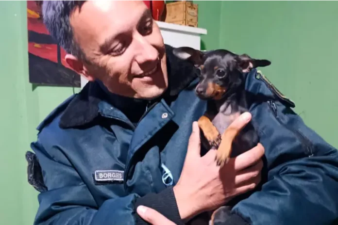 Recuperaron un perro por un caso de maltrato animal. Foto: (PER). Recuperaron un perro por un caso de maltrato animal. Foto: (PER).