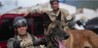 Bart, el perro rescatista del equipo argentino en Venezuela