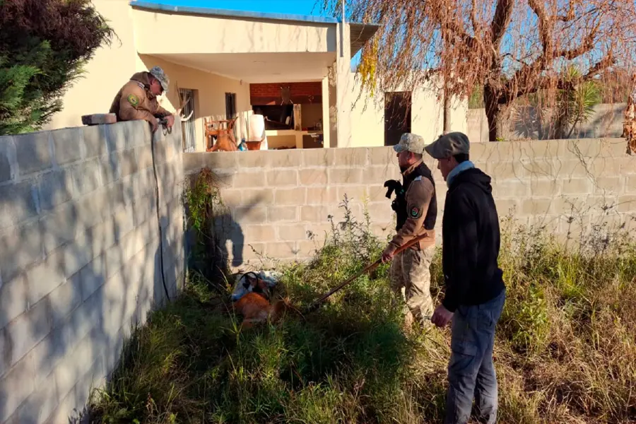 Rescataron un aguará guazú hallado en un terreno baldío.