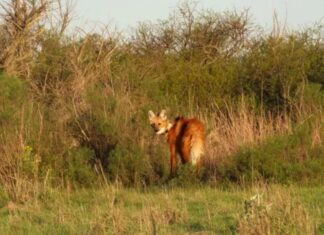 Entre Ríos liberó un nuevo aguará guazú en la Reserva El Potrero de Gualeguaychú Entre Ríos liberó un nuevo ejemplar de aguará guazú.