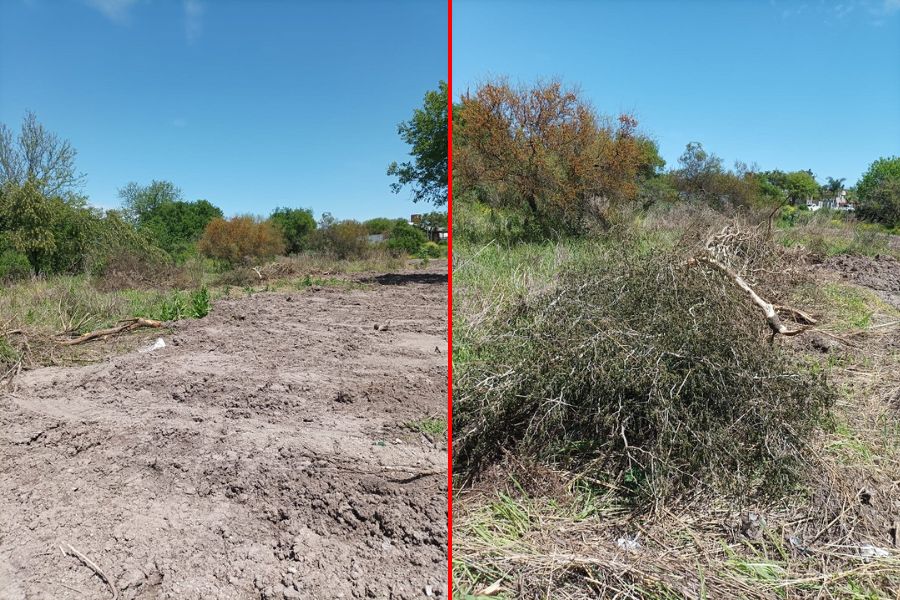 Denuncian un brutal desmonte en Laguna Verde, en Colonia Avellaneda. Foto: ERA Verde.