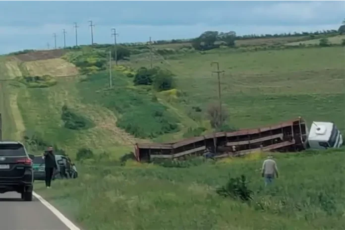 Un camión que transportaba vacunos despistó en la ruta 131, cerca de Diamante. Foto: (El Observador del Litoral)